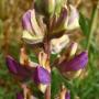 Summer Lupine (Lupinus formosus var. formosus): A perennial native with grey fuzzy leaves.